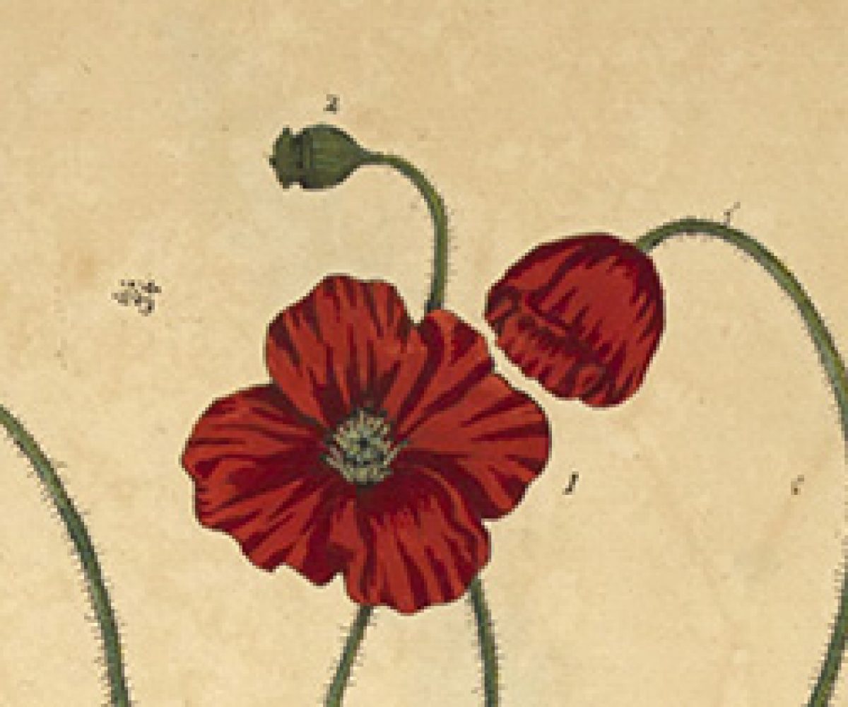 flowerpictorial_gallery